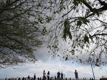 Photo, narita city sakuranoyama park, chiba prefecture narita-shi, cherry tree, 