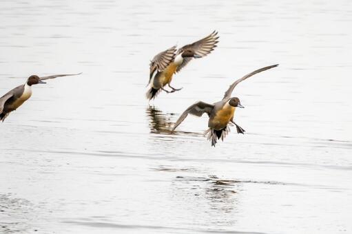 オナガガモの着水⒁ カモ,オナガガモ,メスの写真素材