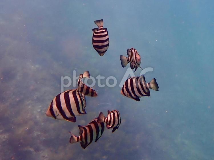 日本海の海（イシダイの幼魚） イシダイ,幼魚,縞の写真素材