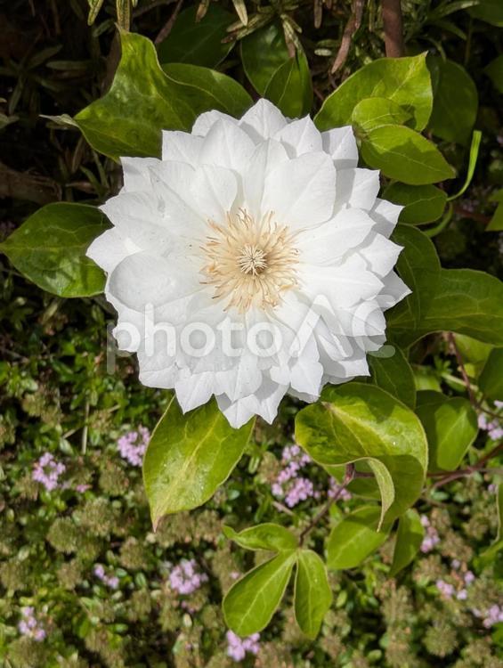 クレマチス クレマチス,白花,白の写真素材