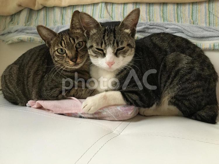 先住猫とも仲良し ハチワレ,キジトラ,仲良しの写真素材