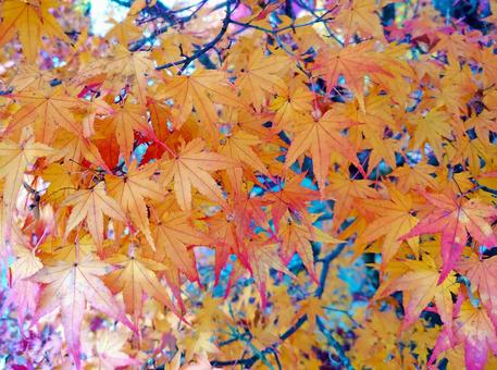 色づき始めた紅葉 色づき始めた紅葉の写真