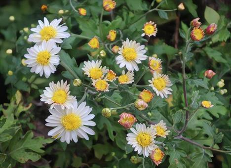 大般若 菊,花,flowerの写真素材
