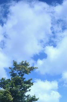 真夏のしらべ:1 真夏のしらべ:1の写真
