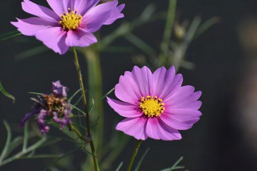 綺麗な花の写真