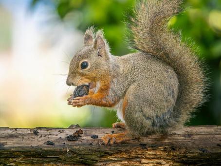 木の実を食べるニホンリスの写真