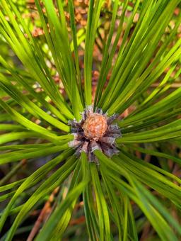 松の子ぼっくり 秋,松,松ぼっくりの写真素材