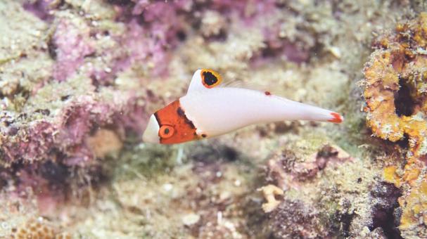 イロブダイ 幼魚 プエルトガレラ イロブダイ 幼魚 プエルトガレラの写真