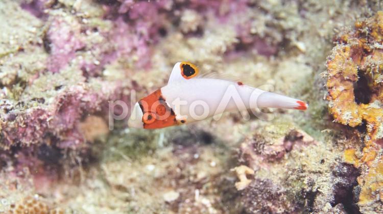 イロブダイ　幼魚　プエルトガレラ イロブダイ,イロブダイ幼魚,幼魚の写真素材
