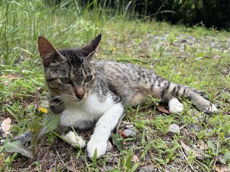 草原でくつろぐ野良猫 草原でくつろぐ野良猫の写真