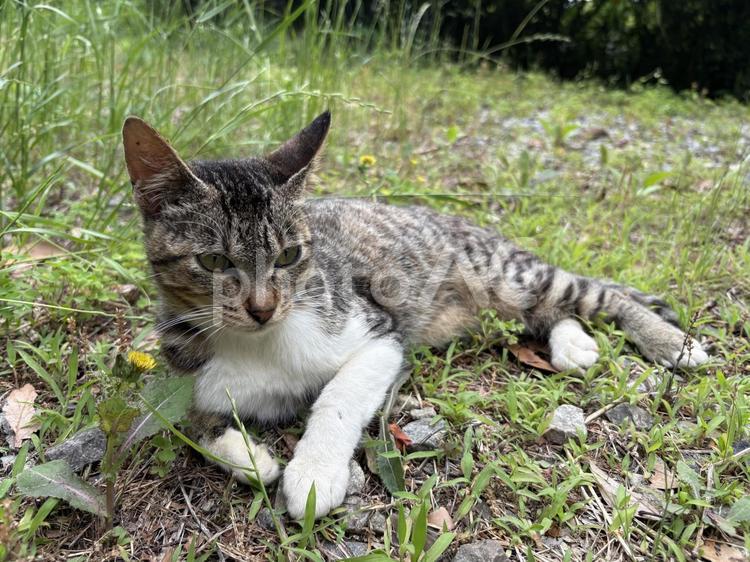 草原でくつろぐ野良猫 野良猫,自由猫,寛ぐの写真素材