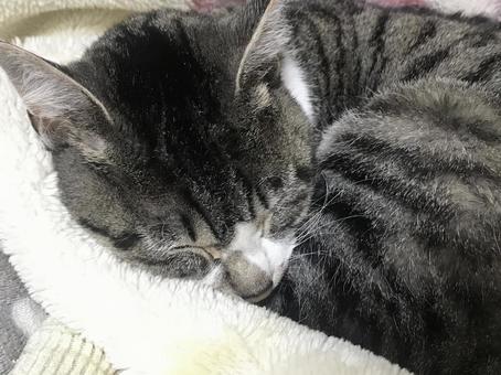 子猫の寝顔 子猫の寝顔の写真