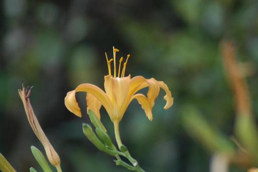 Daylily flower, JPG Daylily flower, JPG