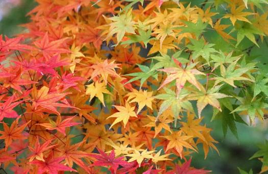 もみじの秋色のグラデーション もみじの秋色のグラデーションの写真
