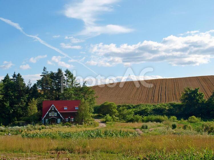 北海道　大草原の小さな家 木,丘,緑の写真素材