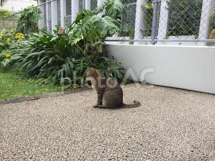 猫の横顔 のらねこ,猫,ネコの写真素材