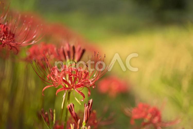 彼岸花と稲 彼岸花,曼珠沙華,ヒガンバナの写真素材