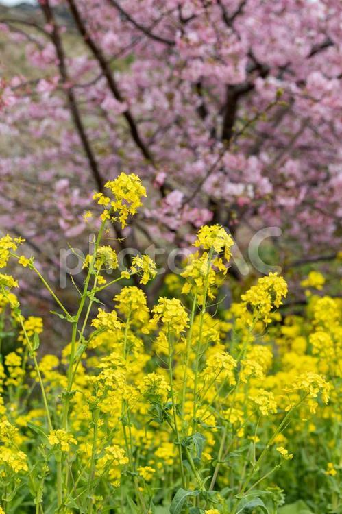 菜の花と桜 桜,菜の花,河津桜の写真素材