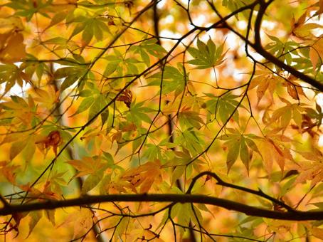紅葉 紅葉の写真