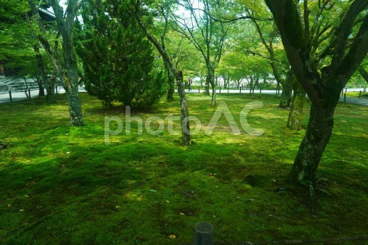 木漏れ日 木漏れ日,京都,木々の写真素材