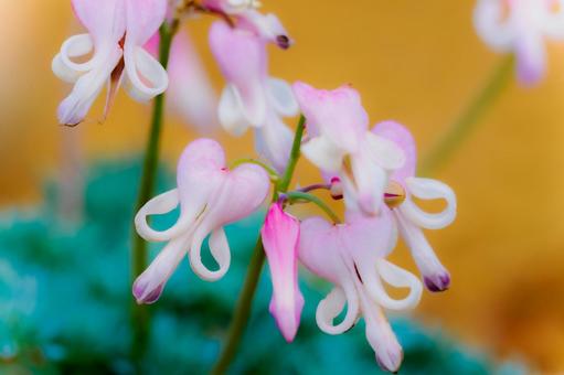 コマクサ⑾ コマクサ⑾の写真