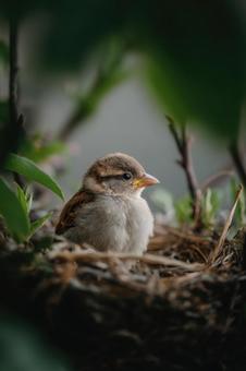 巣にいる鳥の雛 巣にいる鳥の雛の写真