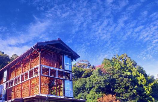 晩秋の風景・吊るし柿と青空/松江市畑地区 晩秋の風景・吊るし柿と青空/松江市畑地区 吊るし柿,秋,晩秋の写真素材