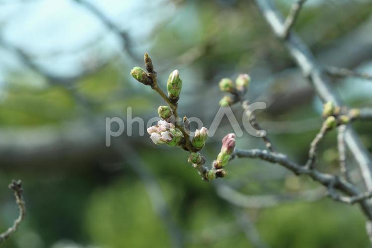 咲く直前の桜の花の蕾 桜,蕾,アップの写真素材
