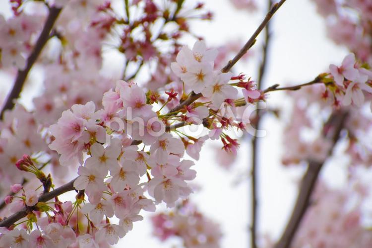 満開のソメイヨシノ 入園式,入学式,桜の写真素材