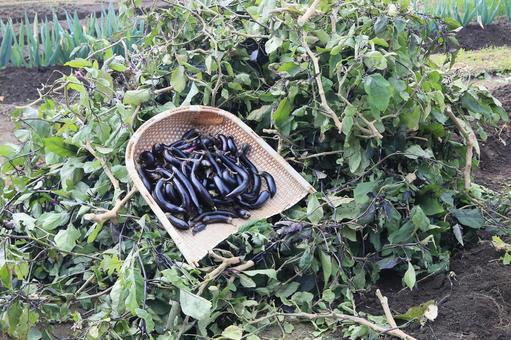 シーズン最後茄子収穫（茄子の木片づけ）の写真
