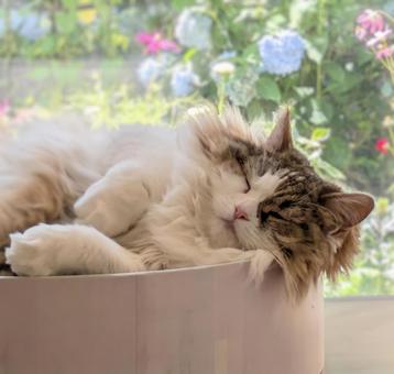 窓辺で寝ている猫 窓辺で寝ている猫 猫,動物,窓辺の写真素材