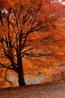 もみじ湖の紅葉 紅葉,11月,赤の写真素材