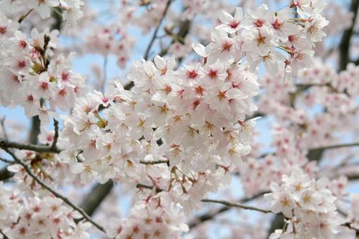 桜 桜の写真