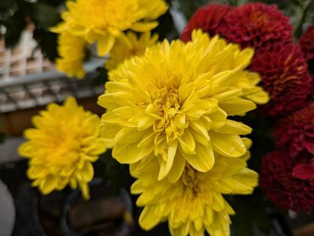 黄色の菊 黄色の菊の写真