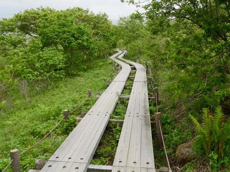 八島湿原 八島湿原 木道,道,ハイキングの写真素材