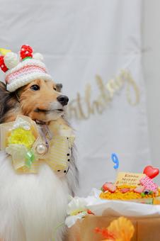 シェルティ シェルティ シェルティ,ペット,犬の写真素材