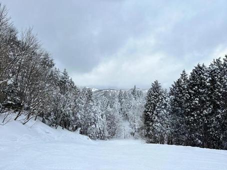 雪に覆われた木々 雪に覆われた木々の写真