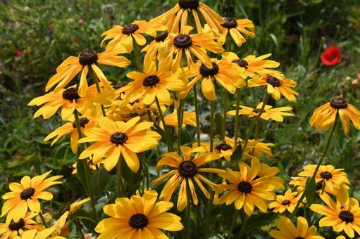 ルドベキア ルドベキア ルドベキア,花,可憐の写真素材