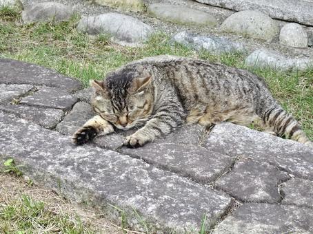 昼寝する猫① 昼寝する猫①の写真