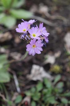 ユキワリコザクラの写真