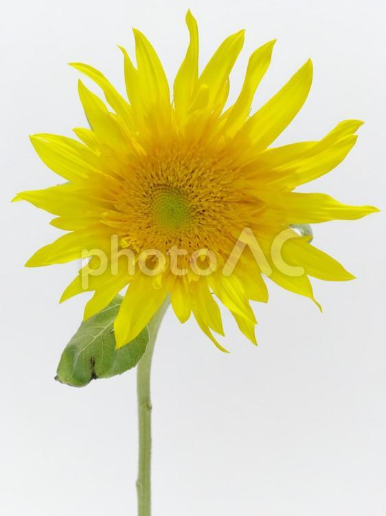ひまわりの花 ひまわり,花,植物の写真素材
