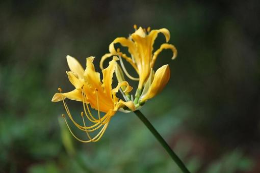 [Flower photo] Scenery of blooming red spider lilies, JPG