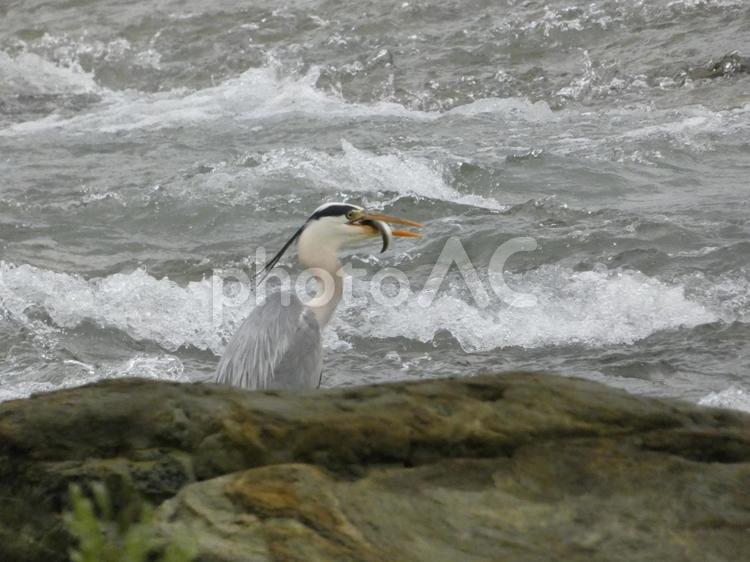 魚を移動したアオサギ 鳥,野鳥,アオサギの写真素材