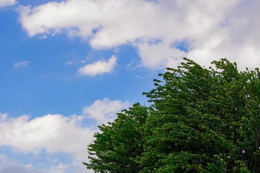 緑と空 緑と空の写真