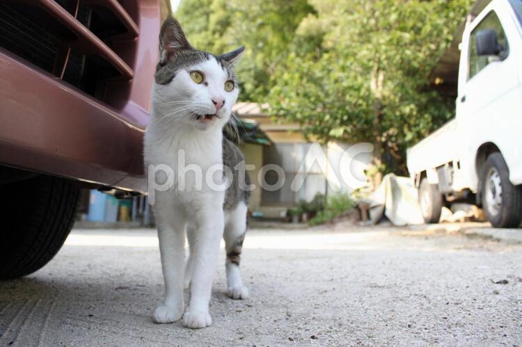 サバトラ猫6 猫,サバトラ,日本猫の写真素材