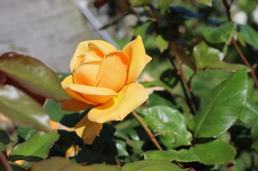 バラ園にて黄色い薔薇を撮影しました バラ園にて黄色い薔薇を撮影しましたの写真