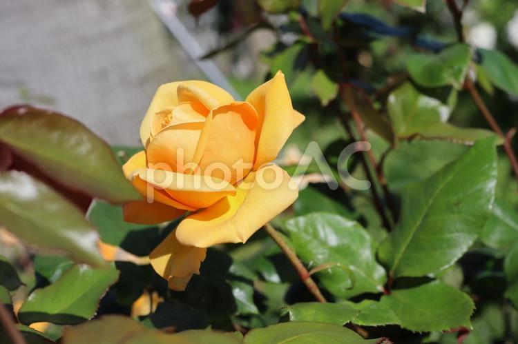 バラ園にて黄色い薔薇を撮影しました 花,薔薇,自然の写真素材