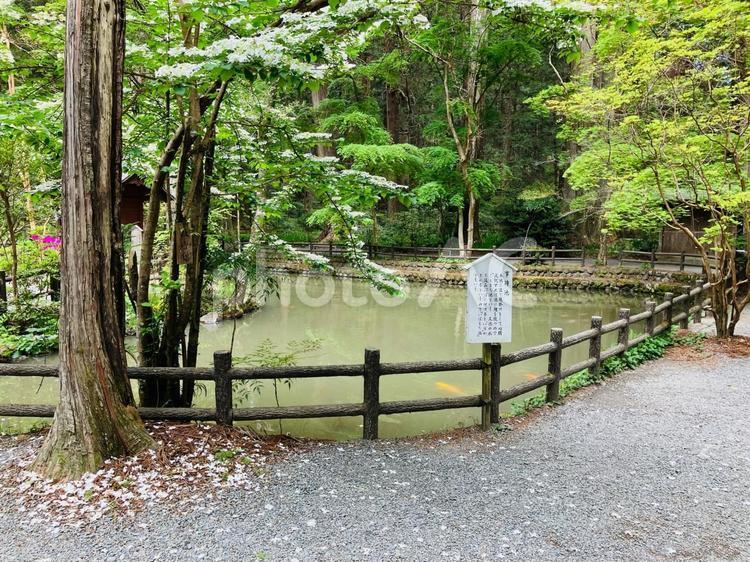 小國神社　事待池　 小國神社,小国神社,静岡県周智郡の写真素材
