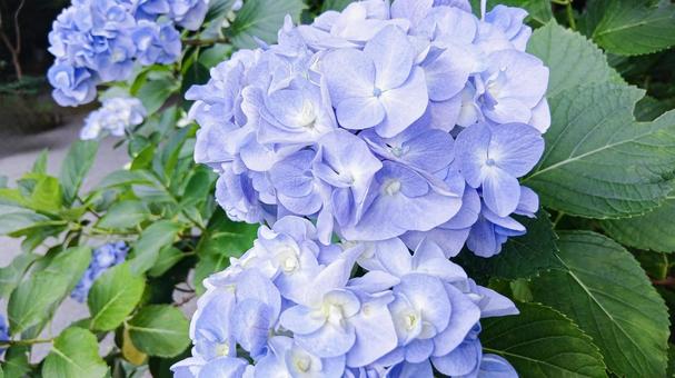 アジサイの花 アジサイ,青い花,花の写真素材