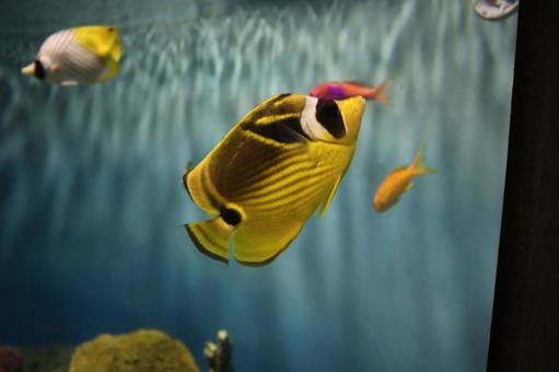 Photo, chouhan, butterfly fish, suzuki eye, 